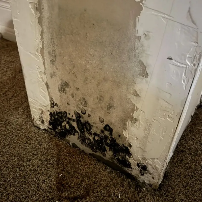 Professional Mold Removal in Smith County, MS
